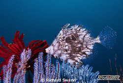 Close encounter with a Weedy Filefish... TARP Kota Kinaba... by Richard Swann 